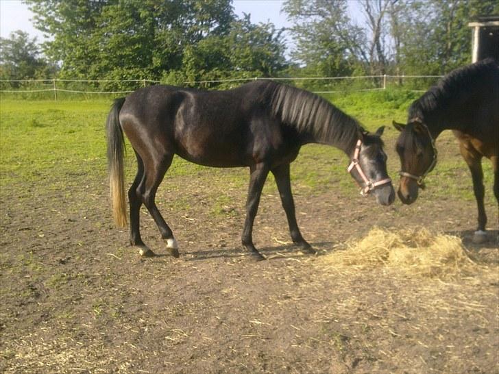 New Forest Løgtholt´s Fidika *R.I.P* billede 4