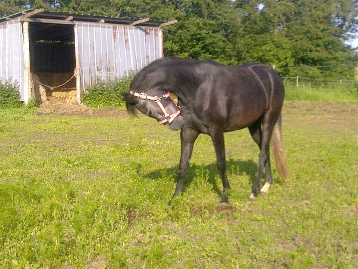 New Forest Løgtholt´s Fidika *R.I.P* billede 5