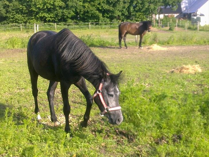 New Forest Løgtholt´s Fidika *R.I.P* billede 6