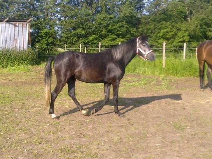 New Forest Løgtholt´s Fidika *R.I.P* billede 7