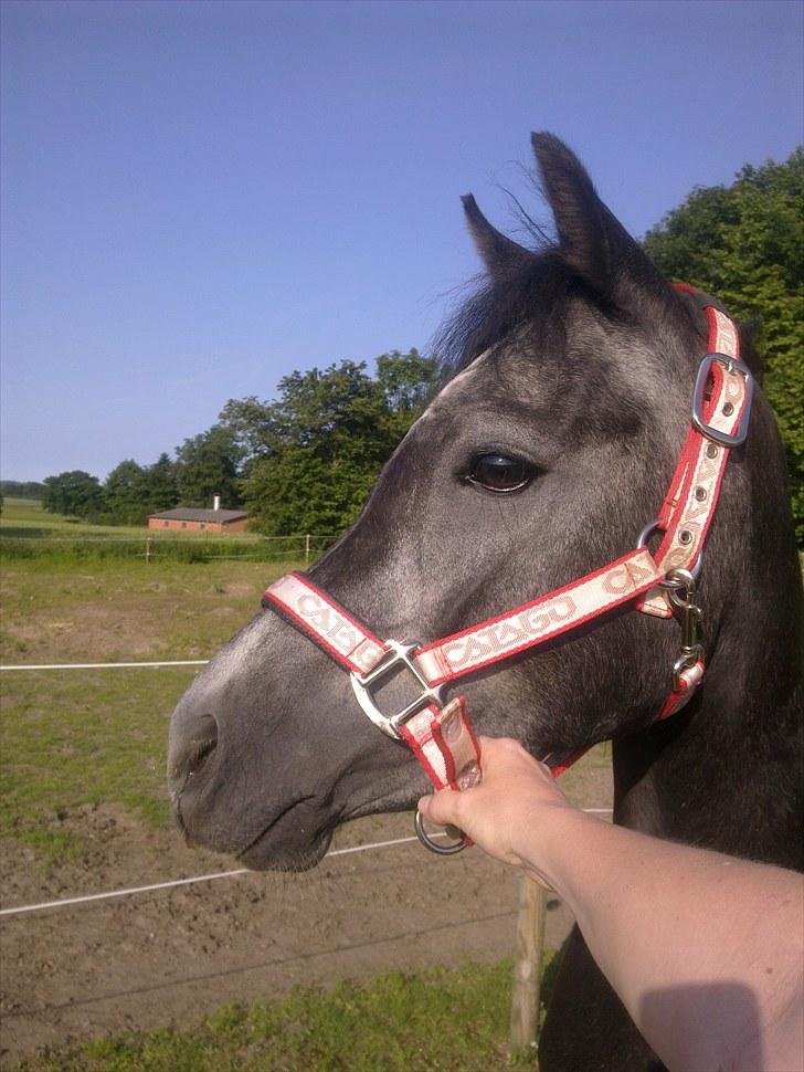 New Forest Løgtholt´s Fidika *R.I.P* billede 8