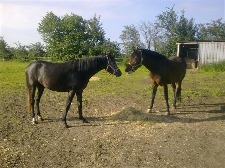 New Forest Løgtholt´s Fidika *R.I.P* billede 9