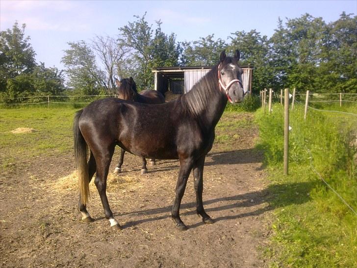 New Forest Løgtholt´s Fidika *R.I.P* billede 10