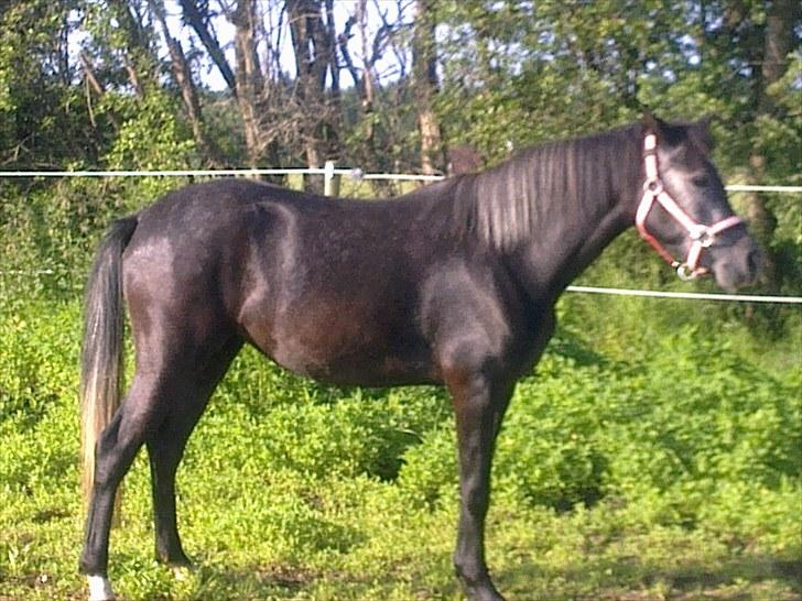 New Forest Løgtholt´s Fidika *R.I.P* billede 11