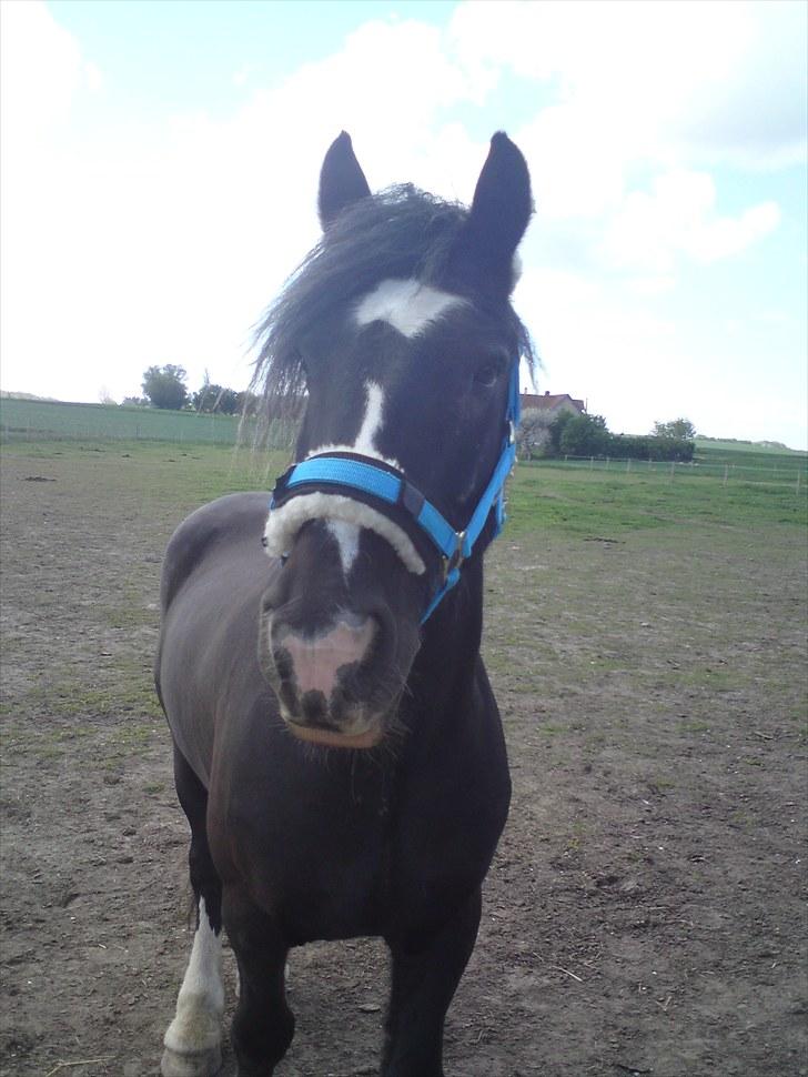 Tinker Major Mentz ( tidligere hest ) billede 9