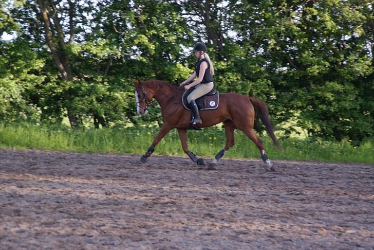 Anden særlig race Sahara ** LÅNTE ** - :* billede 15