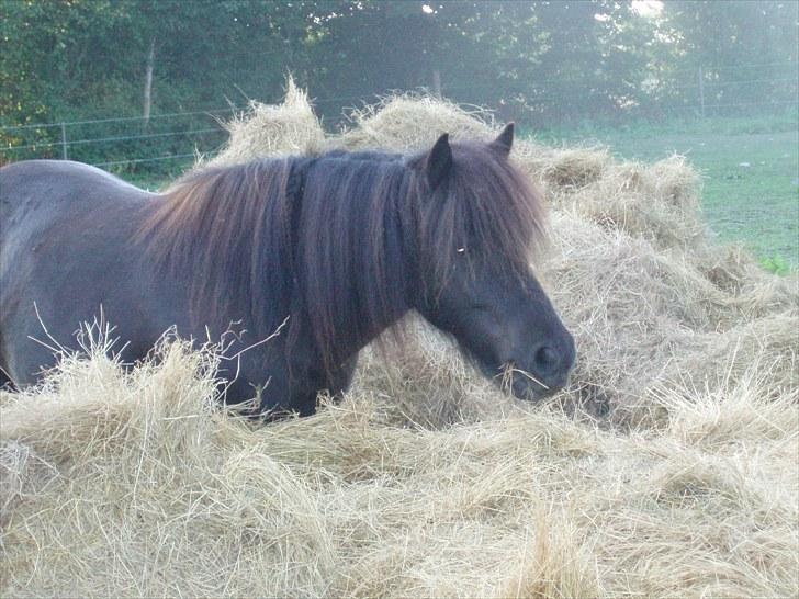 Shetlænder Lyngholms Guido - 17. august 2008 billede 4