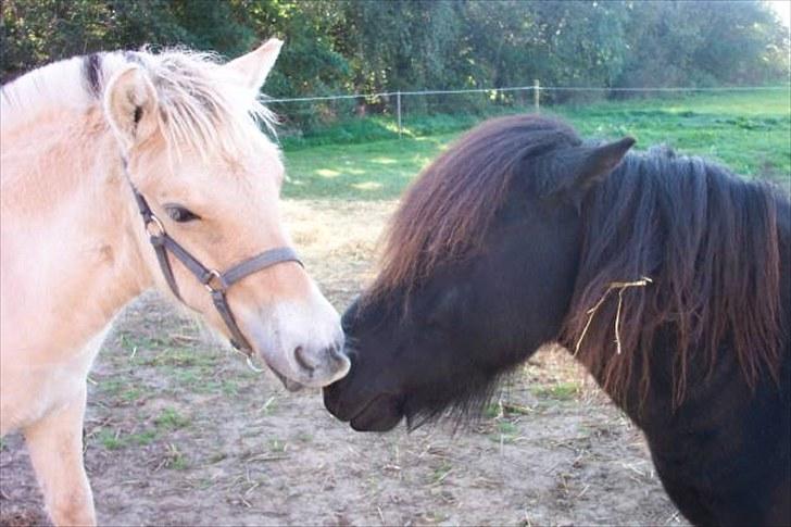 Shetlænder Lyngholms Guido - August 2006 billede 5