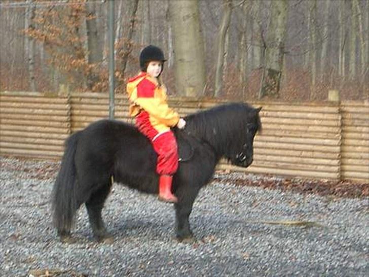 Shetlænder Lyngholms Guido - Vinter 2004 billede 6