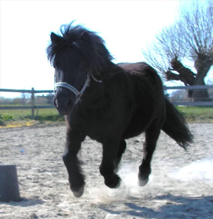 Shetlænder Lyngholms Guido - 4. april 2009 billede 7