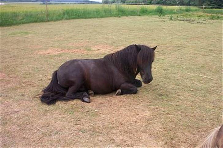 Shetlænder Lyngholms Guido - Juni 2006 billede 8