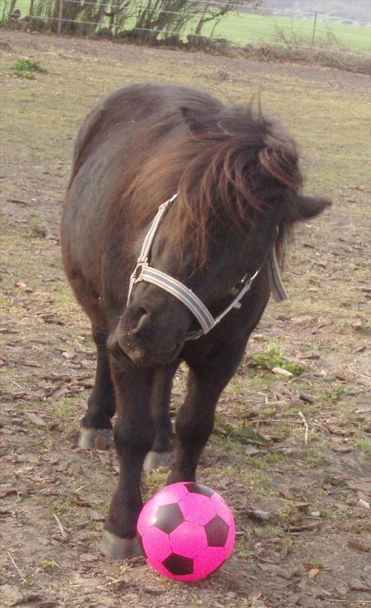 Shetlænder Lyngholms Guido - 21. april 2007 billede 9