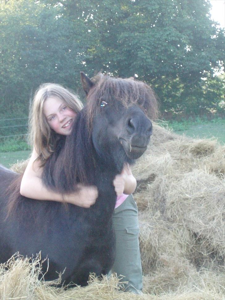 Shetlænder Lyngholms Guido - 17. august 2008 billede 10