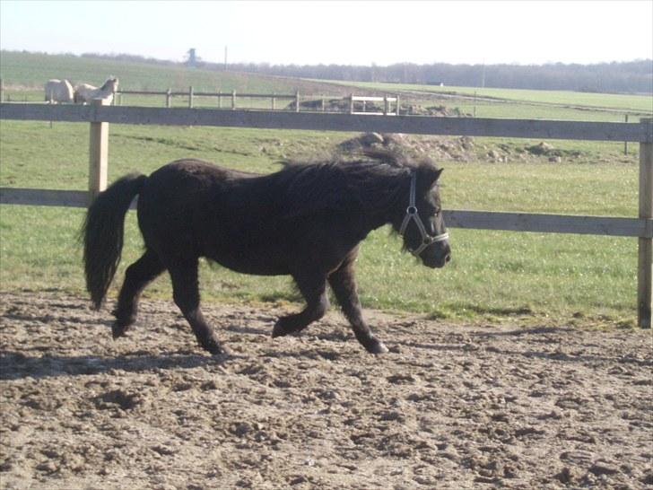 Shetlænder Lyngholms Guido - 13. marts 2007 billede 11