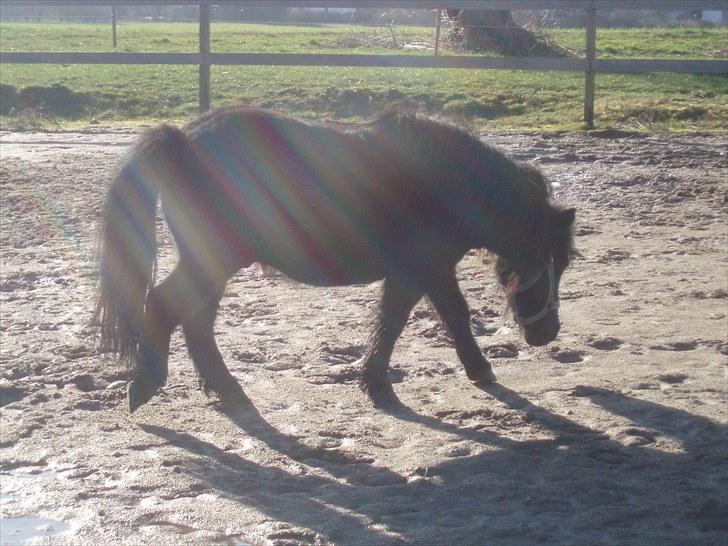 Shetlænder Lyngholms Guido - 13. marts 2007 billede 12
