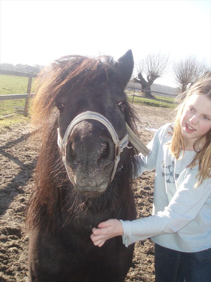 Shetlænder Lyngholms Guido - 13. marts 2007 billede 13