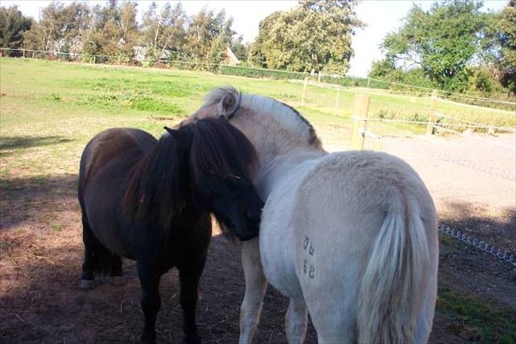 Shetlænder Lyngholms Guido - August 2006 billede 14