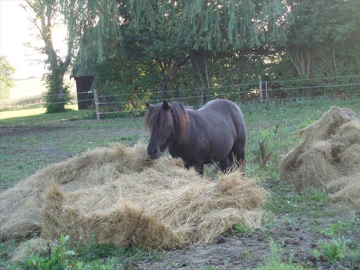 Shetlænder Lyngholms Guido - 17. august 2008 billede 15