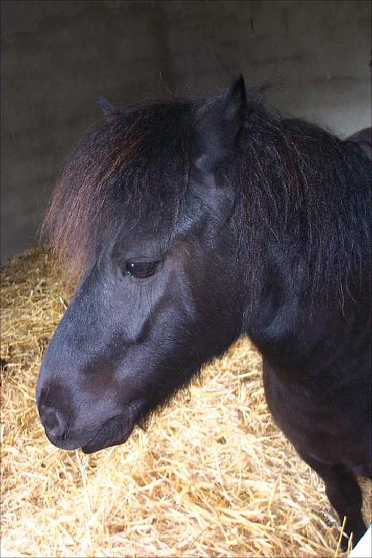 Shetlænder Lyngholms Guido - August 2006 billede 16