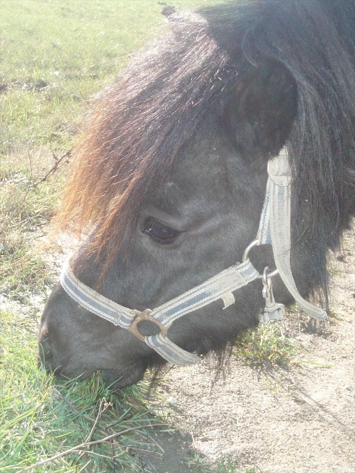 Shetlænder Lyngholms Guido - Juni 2006 billede 17