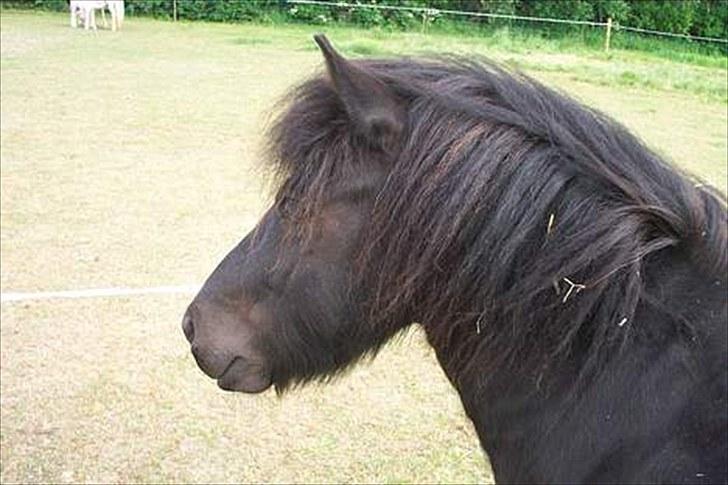 Shetlænder Lyngholms Guido - Juni 2006 billede 18