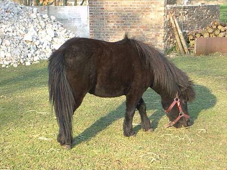 Shetlænder Lyngholms Guido - 2004 - lige da jeg havde fået ham :) billede 19