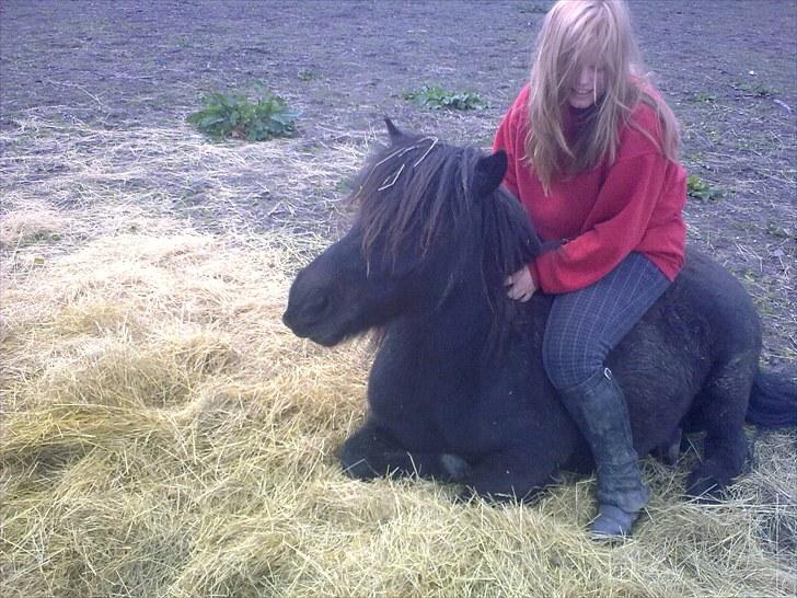 Shetlænder Lyngholms Guido - 28. maj 2009 - sådan rider Guido og jeg :b billede 20