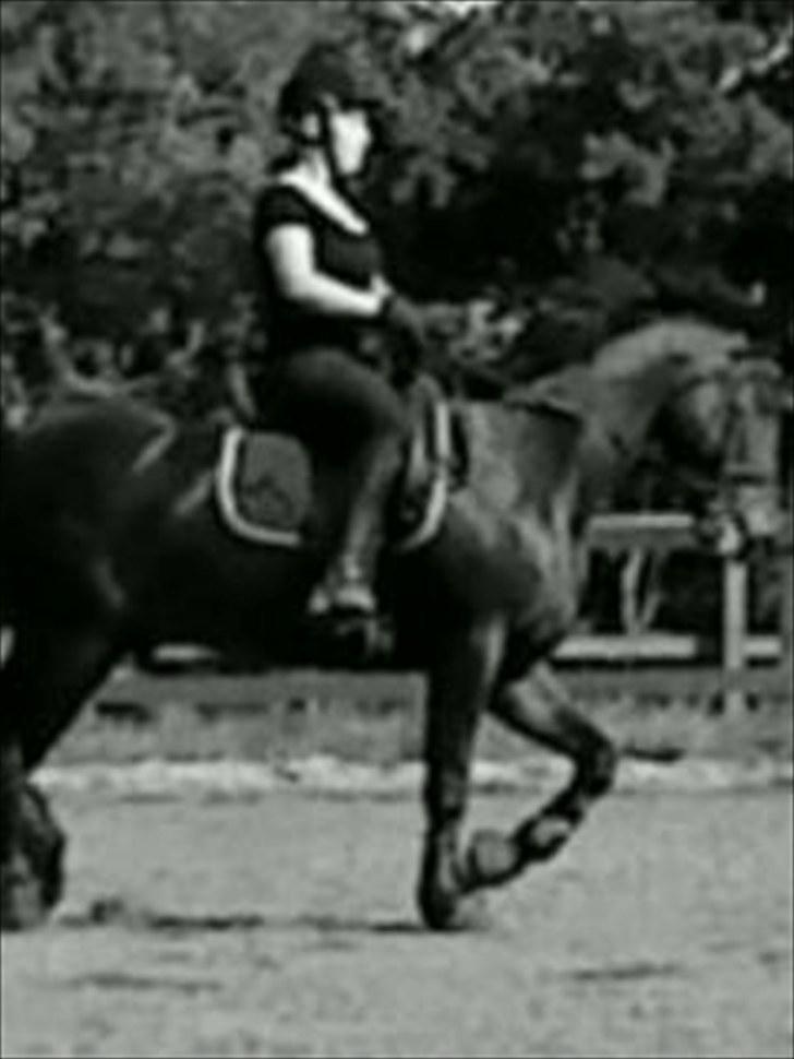 Irsk Sportspony captain jack billede 3