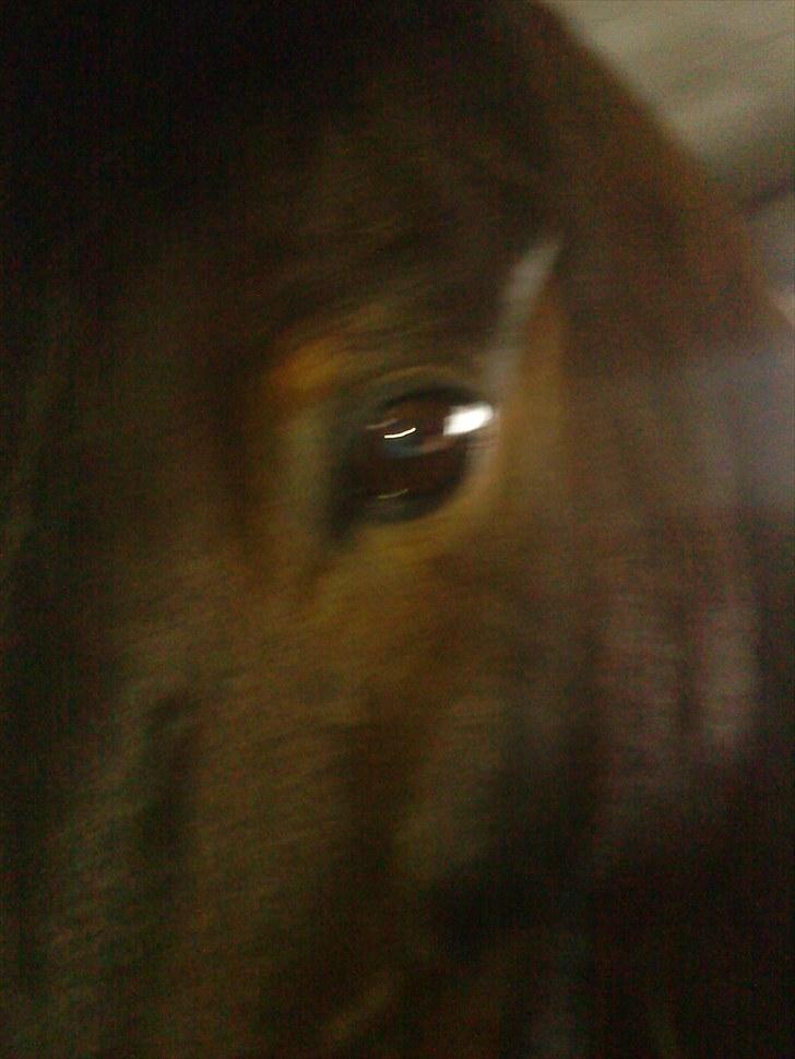 Irsk Sportspony captain jack billede 4