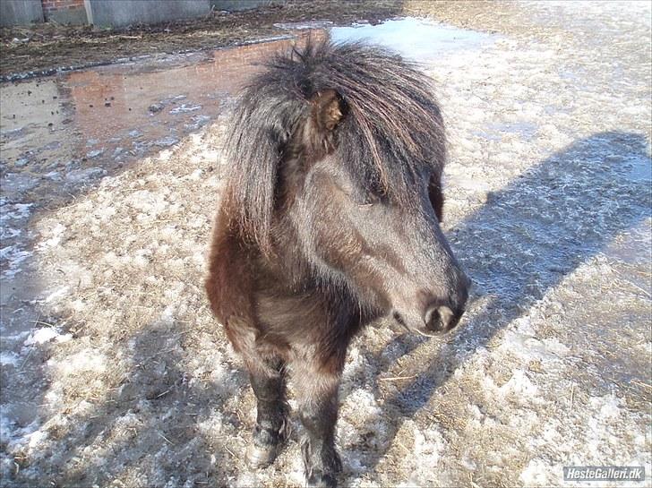 Shetlænder Bumle (fra "Cars") billede 27