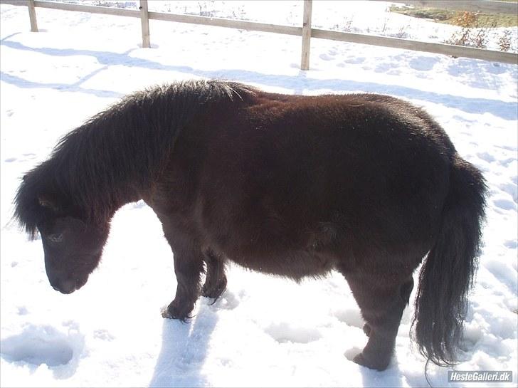Shetlænder Bumle (fra "Cars") billede 29