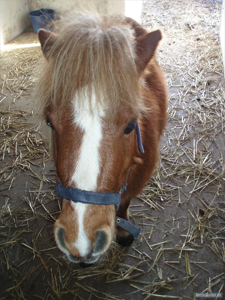 Shetlænder Lynet McQueen billede 11