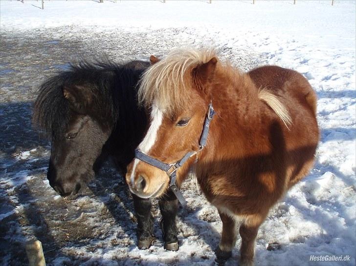 Shetlænder Lynet McQueen billede 12