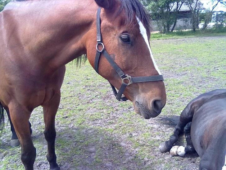 Anden særlig race Enggaarden's Prince billede 18