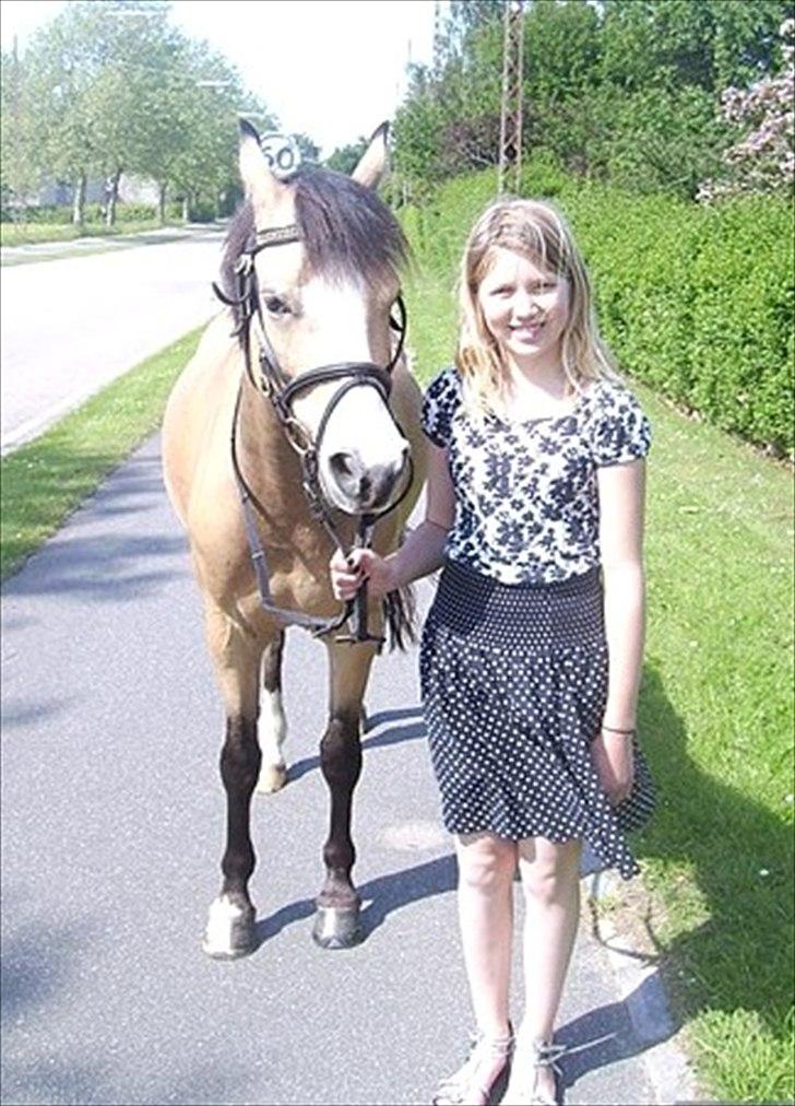 Welsh Partbred (Sec F) tivall <3 *gl. part* - på vej op fra folden foto: johanna billede 9