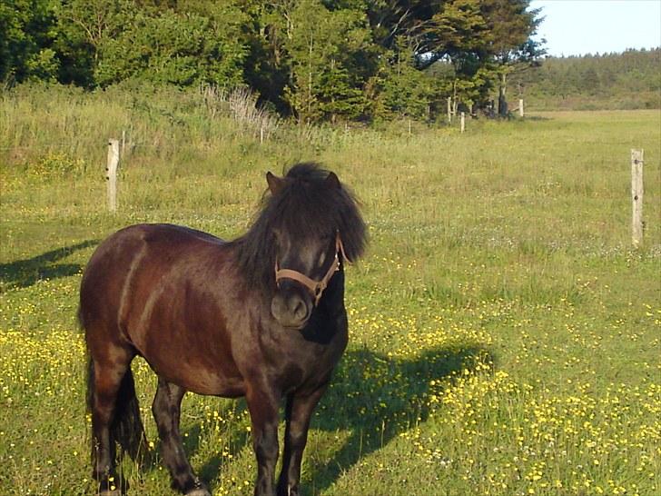 Anden særlig race Francisko's Mini Fræser - Velkommen til Proppens Profil. (: <3 billede 1
