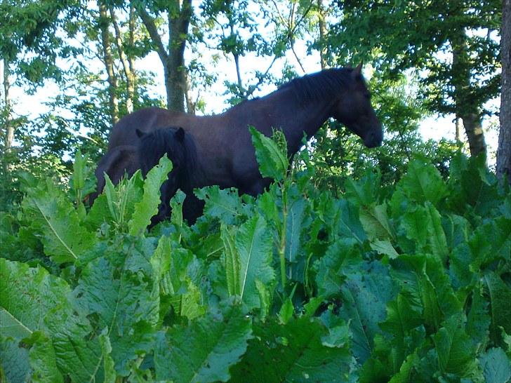Anden særlig race Francisko's Mini Fræser - Valle og ... øhh Mini er der os et sted. (:  billede 3
