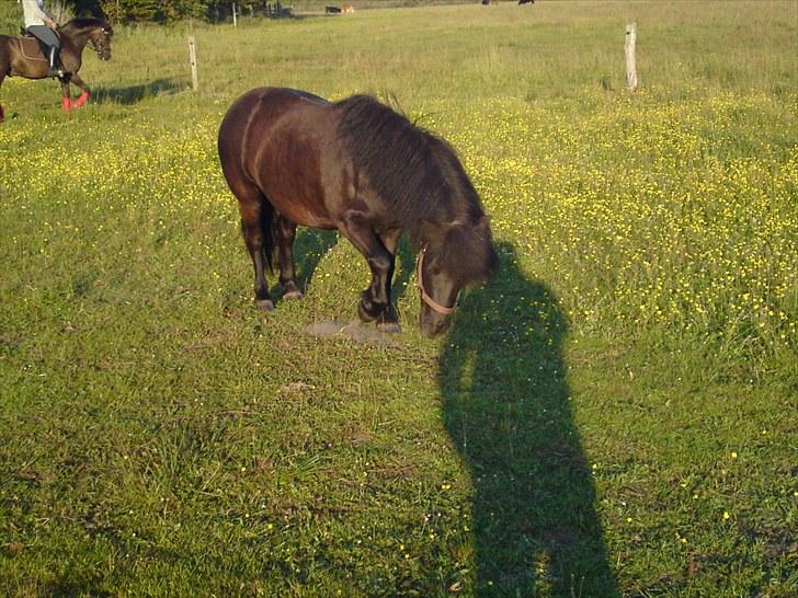 Anden særlig race Francisko's Mini Fræser - så skal der rulles. (:  billede 4