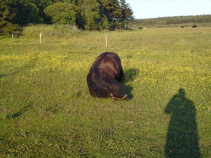 Anden særlig race Francisko's Mini Fræser - uuh der er langt ned selvom maven ikke er langt fra jorden og mine ben er ret korte.. (: billede 5