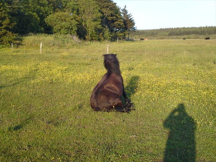 Anden særlig race Francisko's Mini Fræser - hvordan i alverden kommer jeg nu op herfra igen ?! billede 6