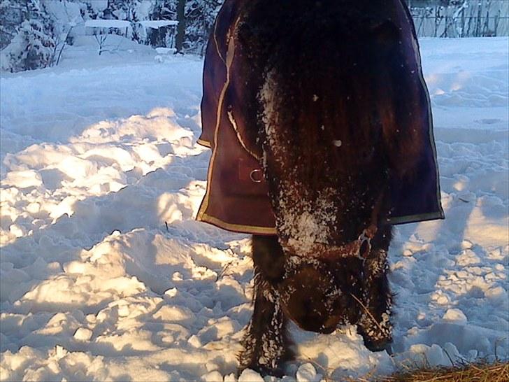 Anden særlig race Francisko's Mini Fræser - se hvad jeg har fået på mulen !! :D  billede 7
