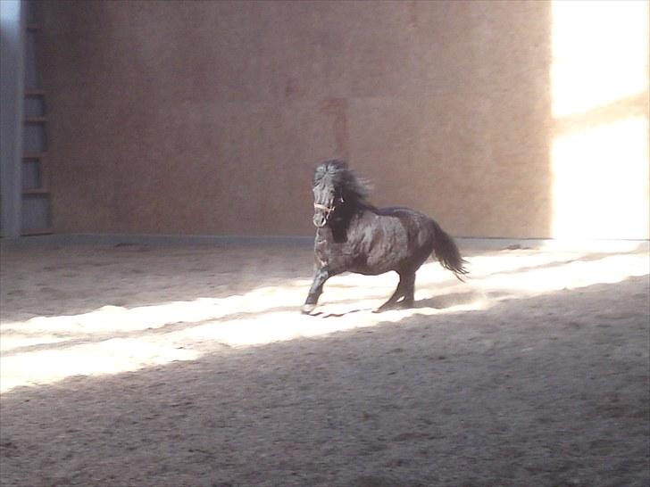 Anden særlig race Francisko's Mini Fræser - TurboTailer løs i ridehallen . :D  billede 8