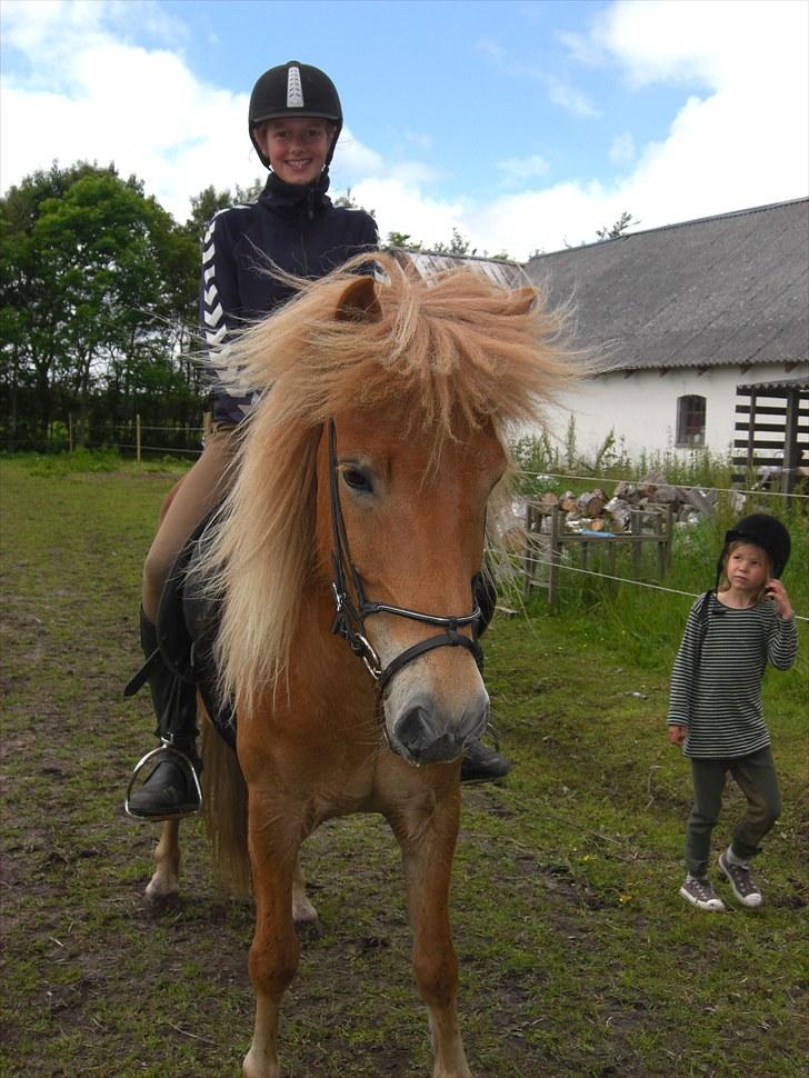 Islænder Matti billede 3