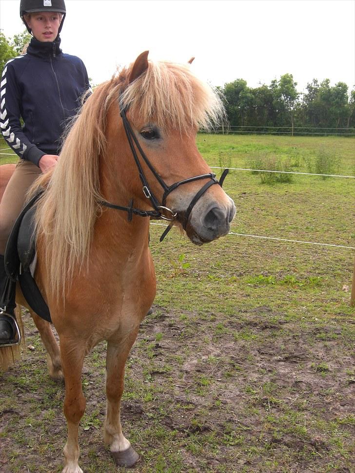 Islænder Matti billede 5