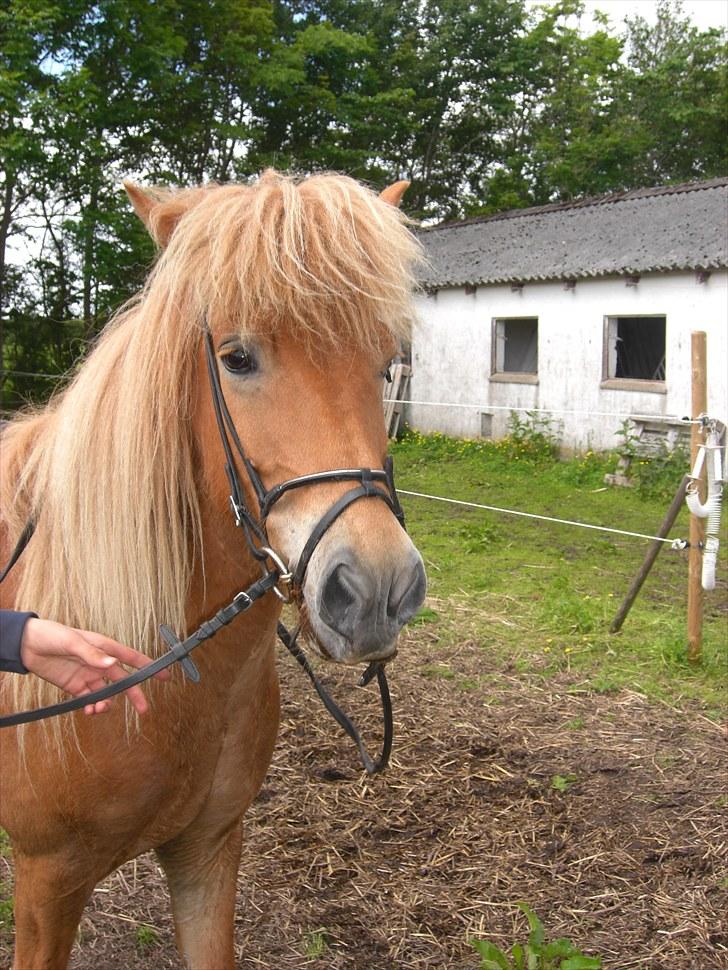 Islænder Matti billede 6