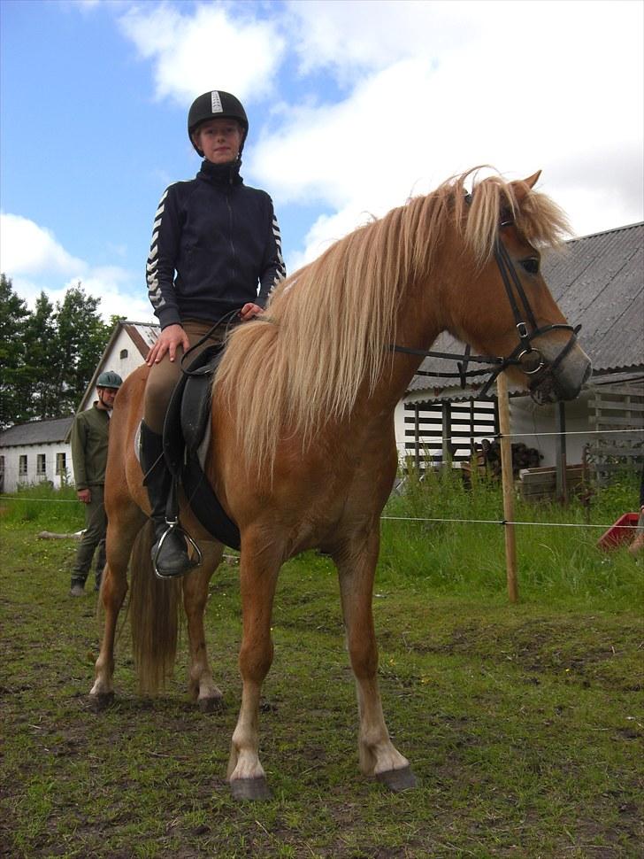 Islænder Matti billede 7