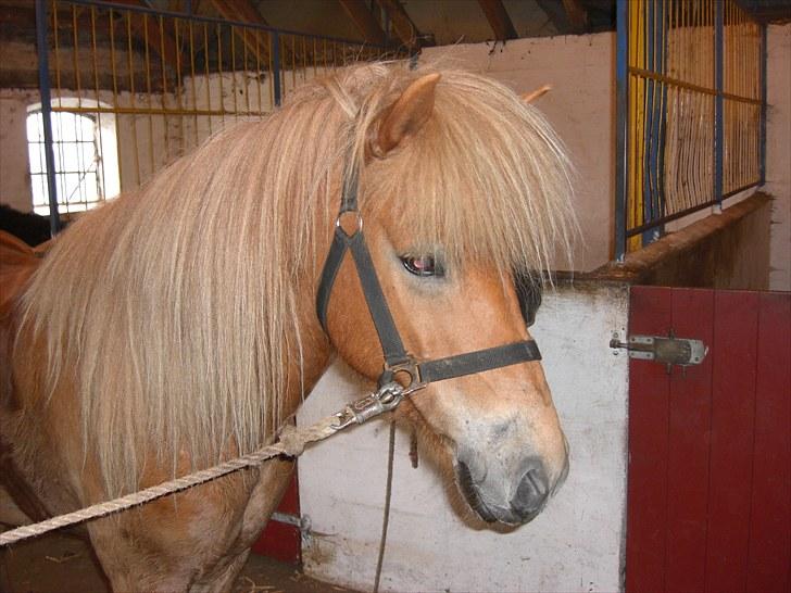 Islænder Matti - Uden dig, ingen mig<3 love you <333 billede 9