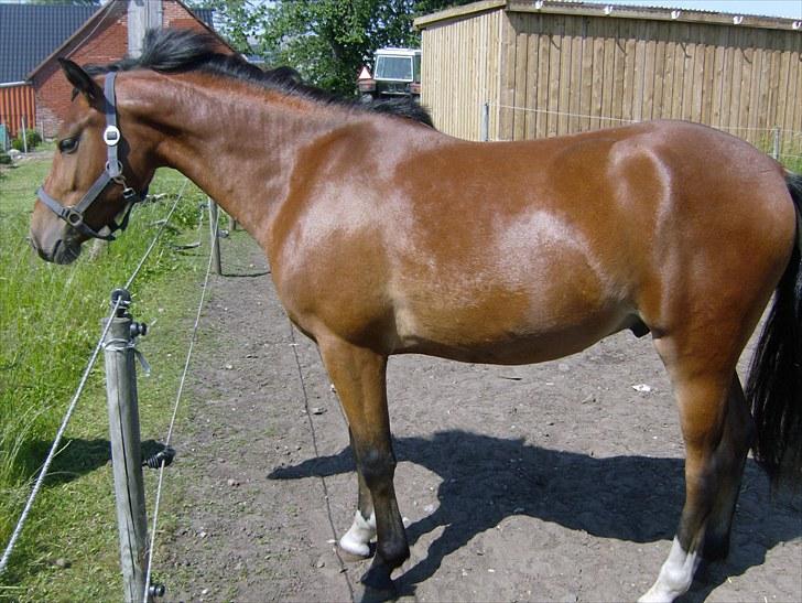 Anden særlig race Ferrai - maj 2010 billede 5