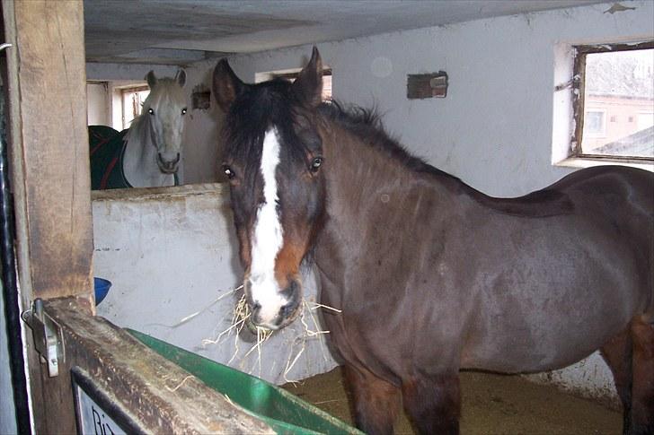 DSP Bitten firhøj - da jeg næsten lige har fået hende<3 billede 12