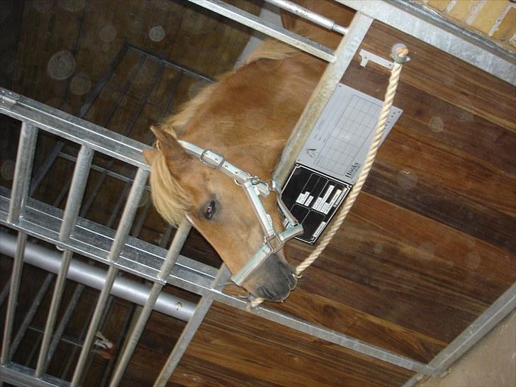 Anden særlig race Otto R.I.P. - Så har jeg jer billede 2